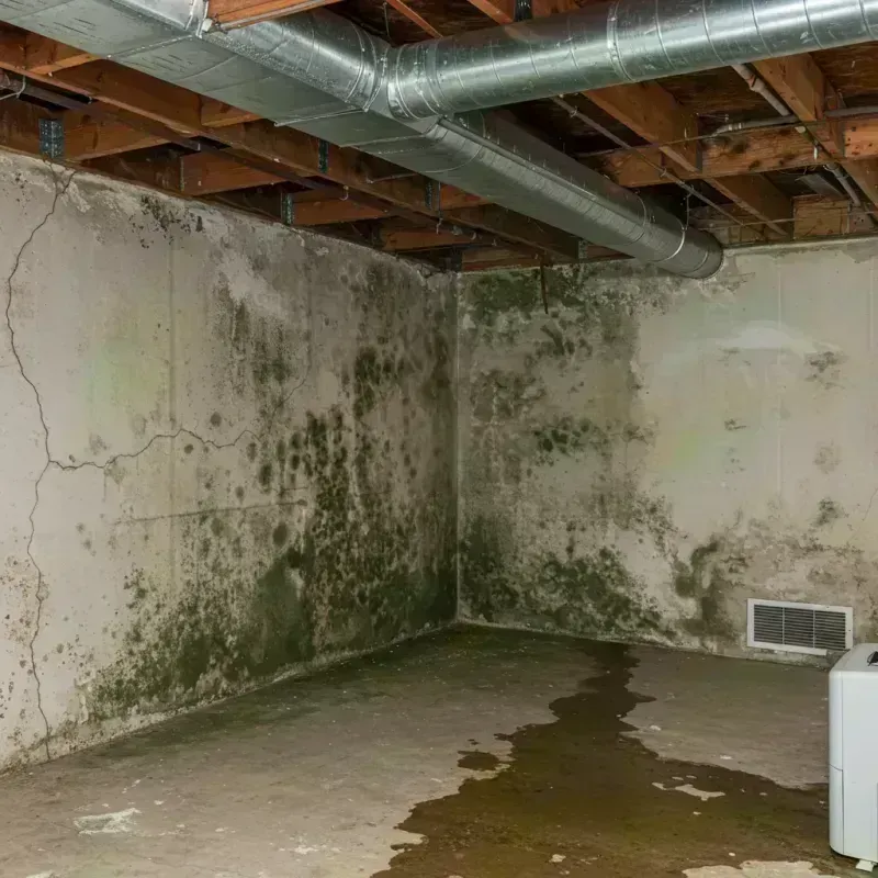 Professional Mold Removal in Petersburg, IN